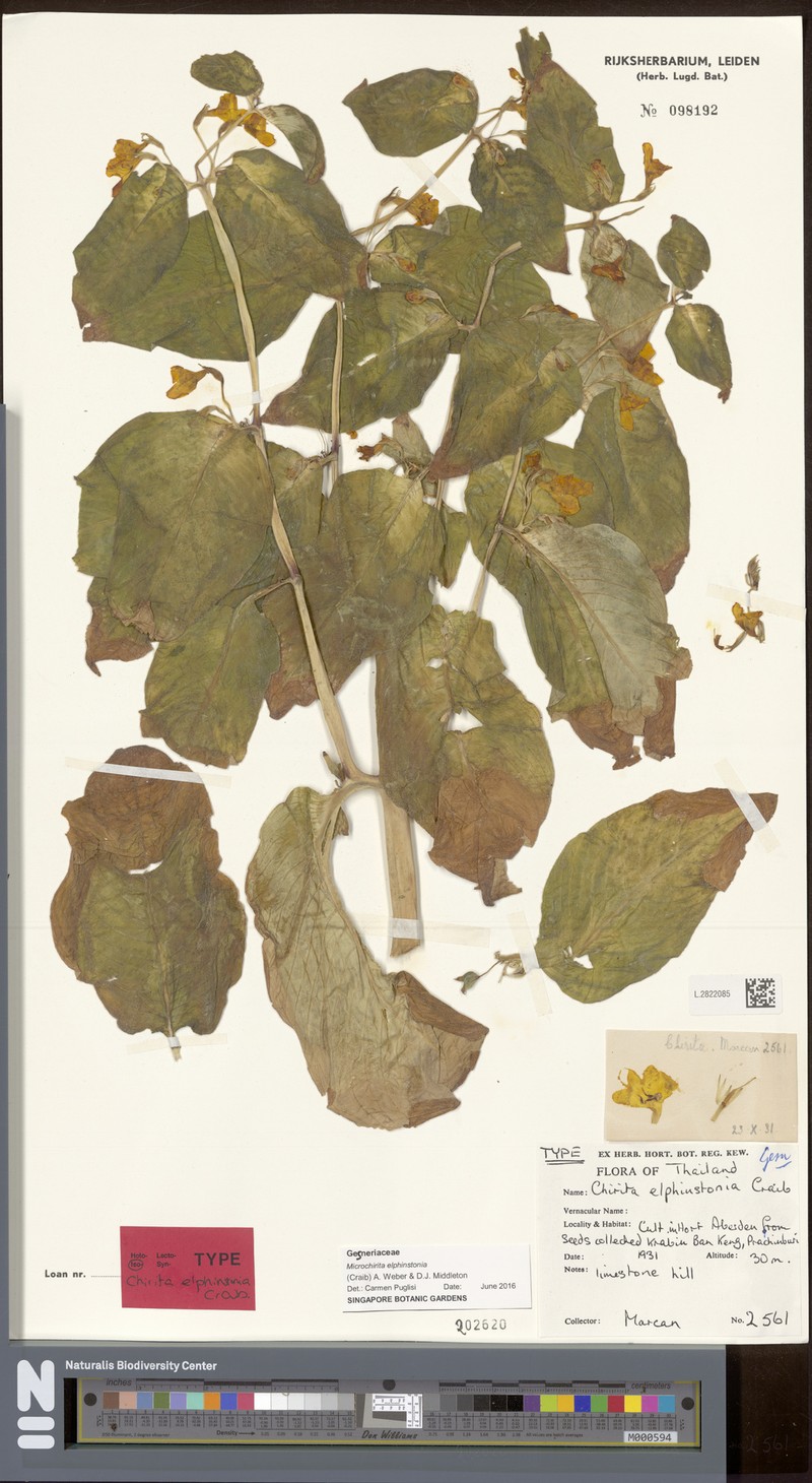 Microchirita elphinstonia photo 3