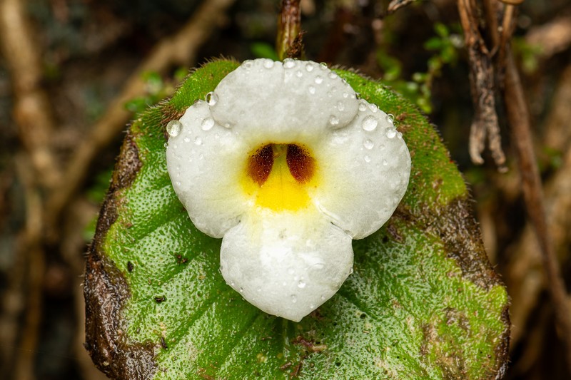 Microchirita fuscifaucia photo 3