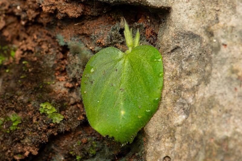 Microchirita glandulosa