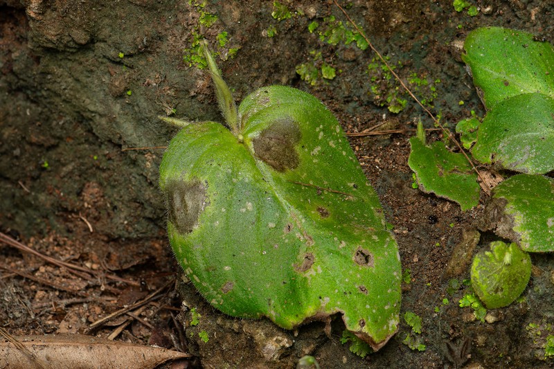 Microchirita glandulosa photo 2