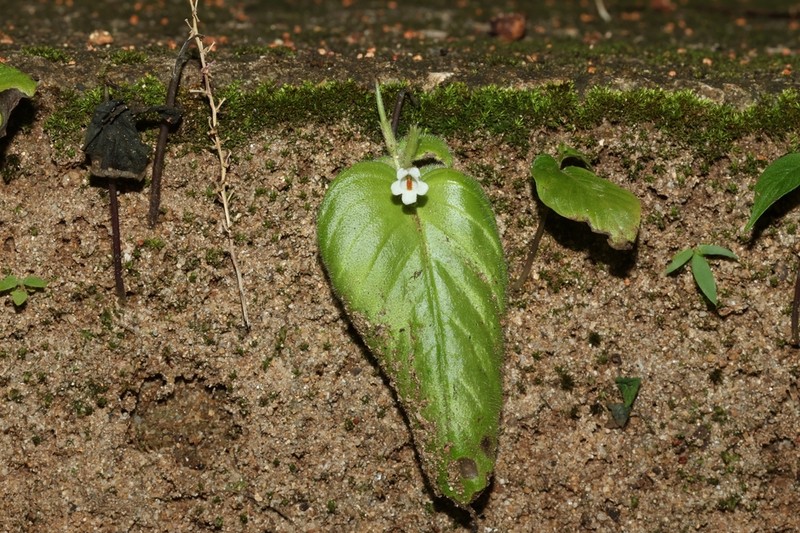 Microchirita hamosa