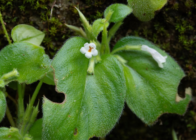 Microchirita hamosa photo 3