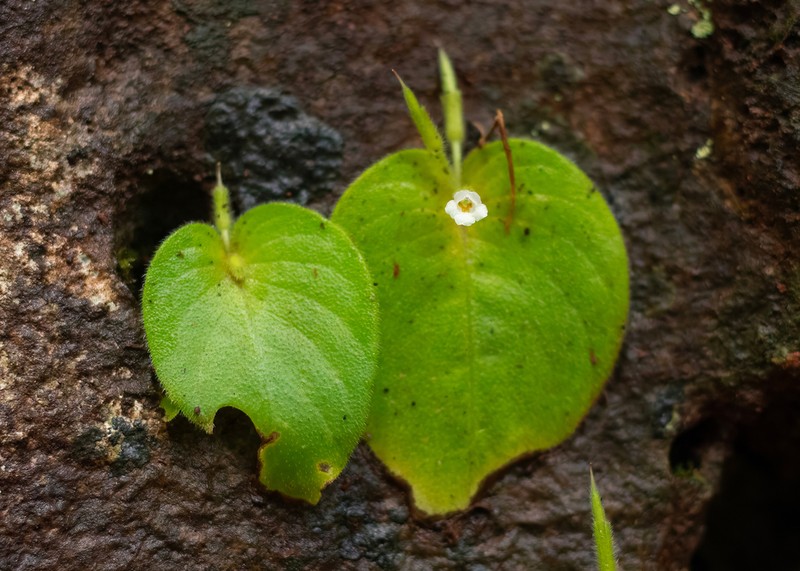 Microchirita hamosa photo 4