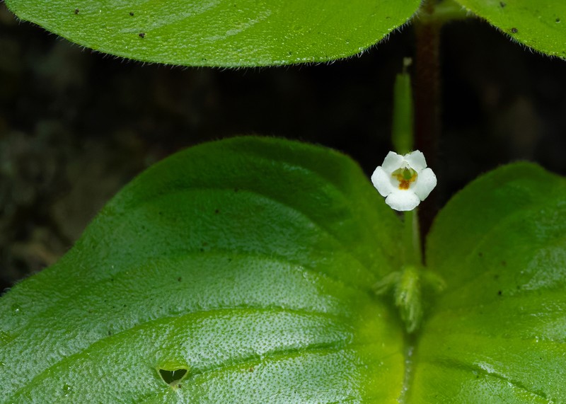 Microchirita hamosa photo 5
