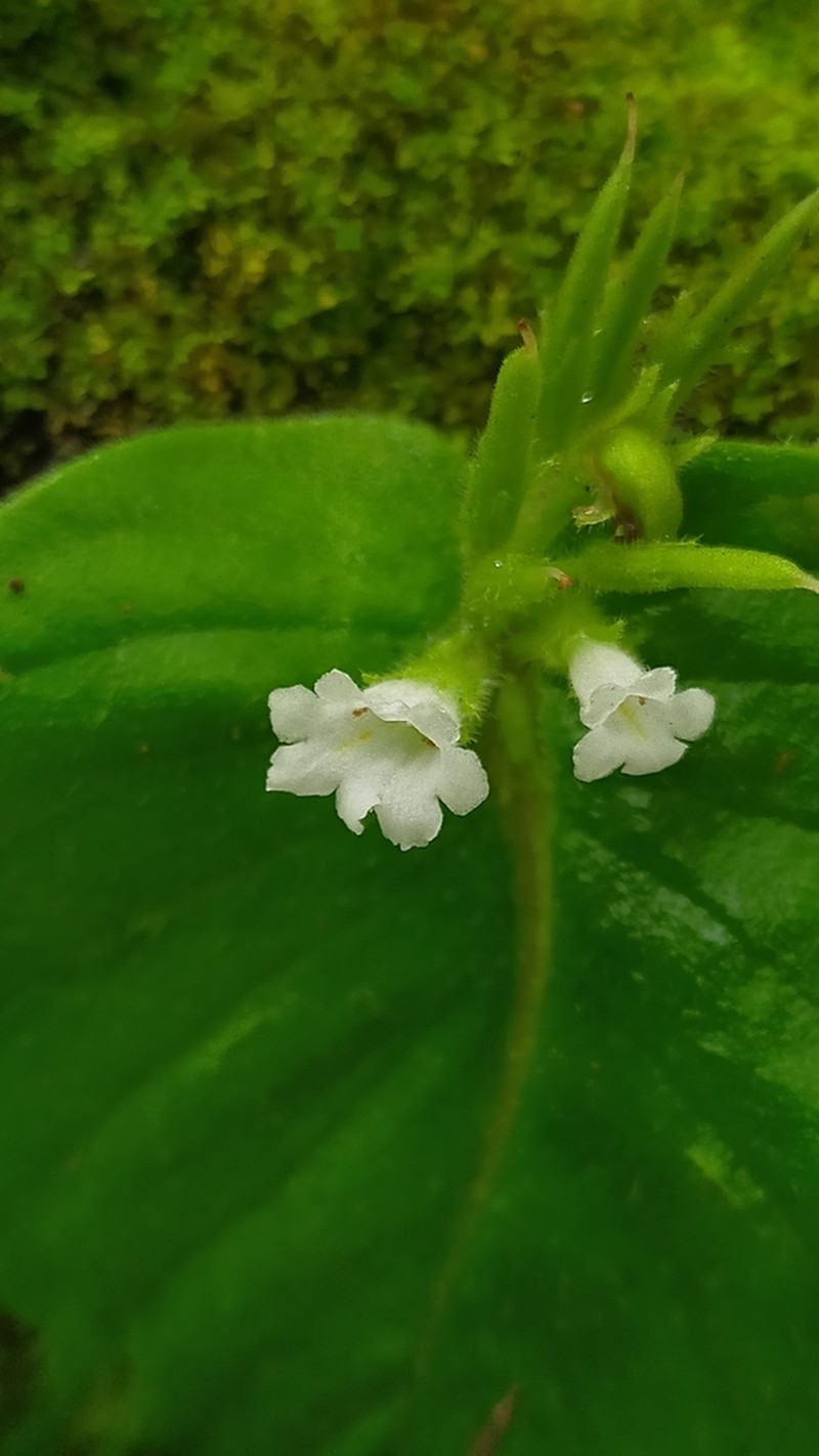 Microchirita hamosa photo 6