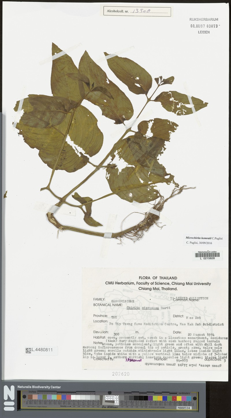 Microchirita hemratii
