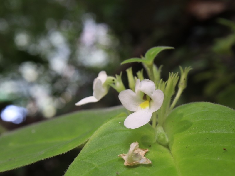 Microchirita huppatatensis