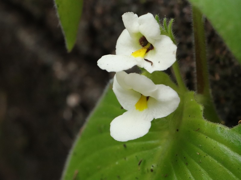 Microchirita huppatatensis photo 2
