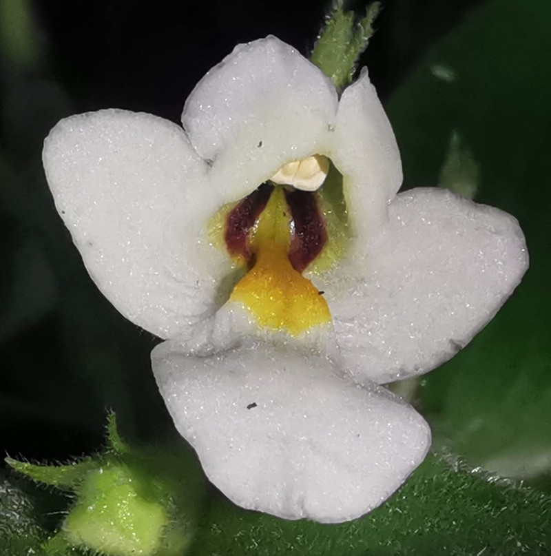 Microchirita huppatatensis photo 3
