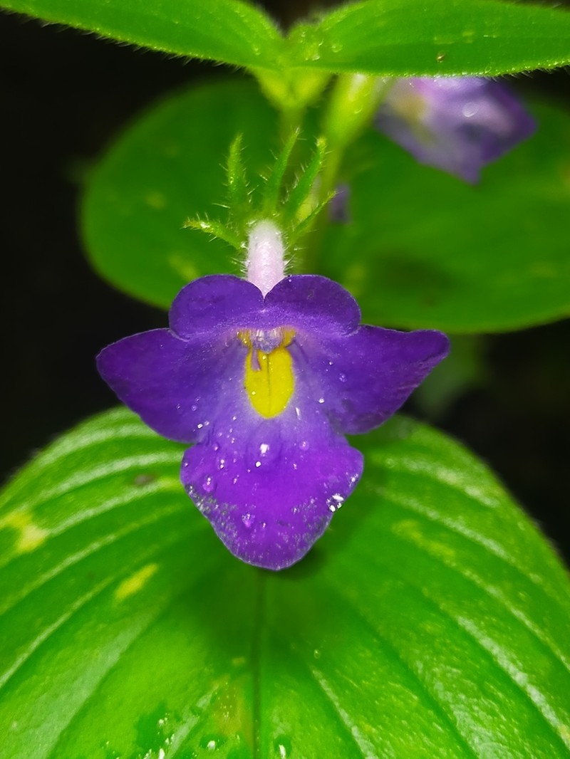 Microchirita hypocrateriformis