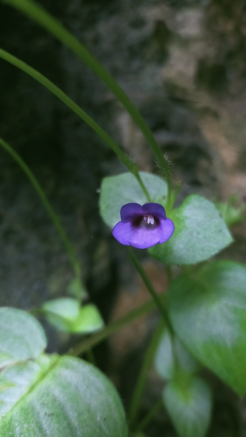 Microchirita involucrata