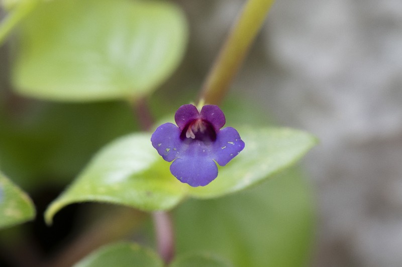 Microchirita involucrata photo 2