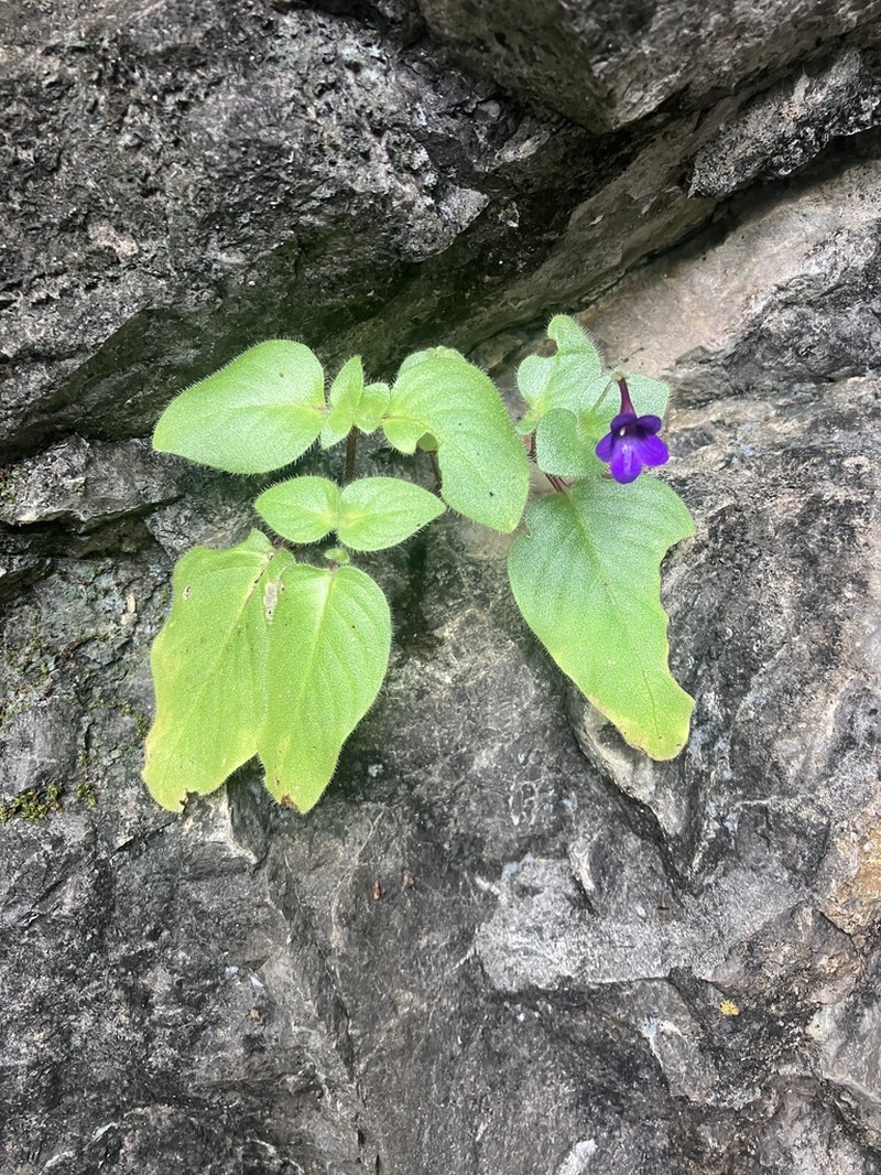 Microchirita involucrata photo 3