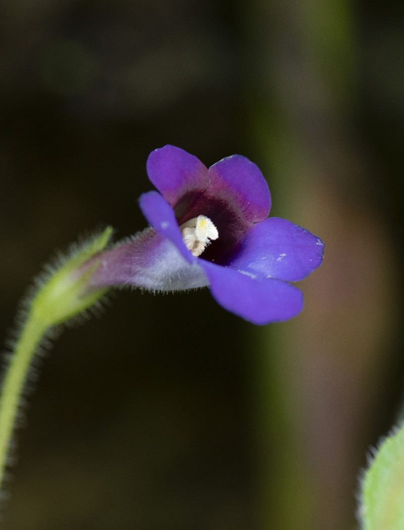 Microchirita involucrata photo 4