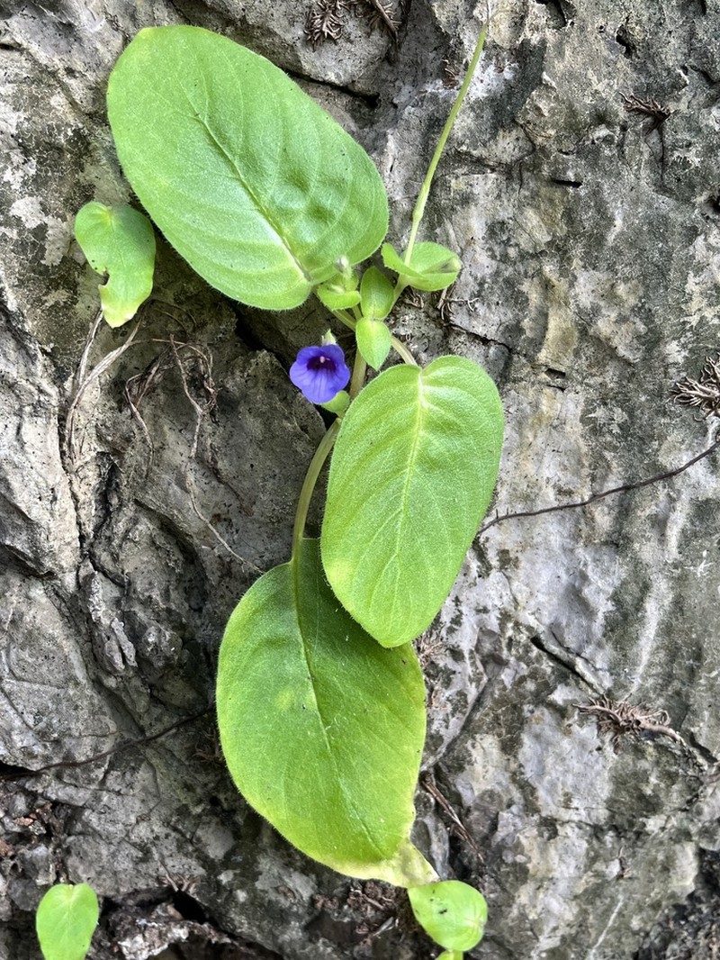 Microchirita involucrata photo 5