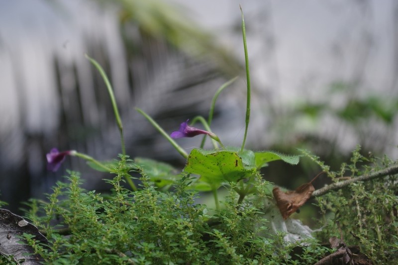 Microchirita involucrata photo 6