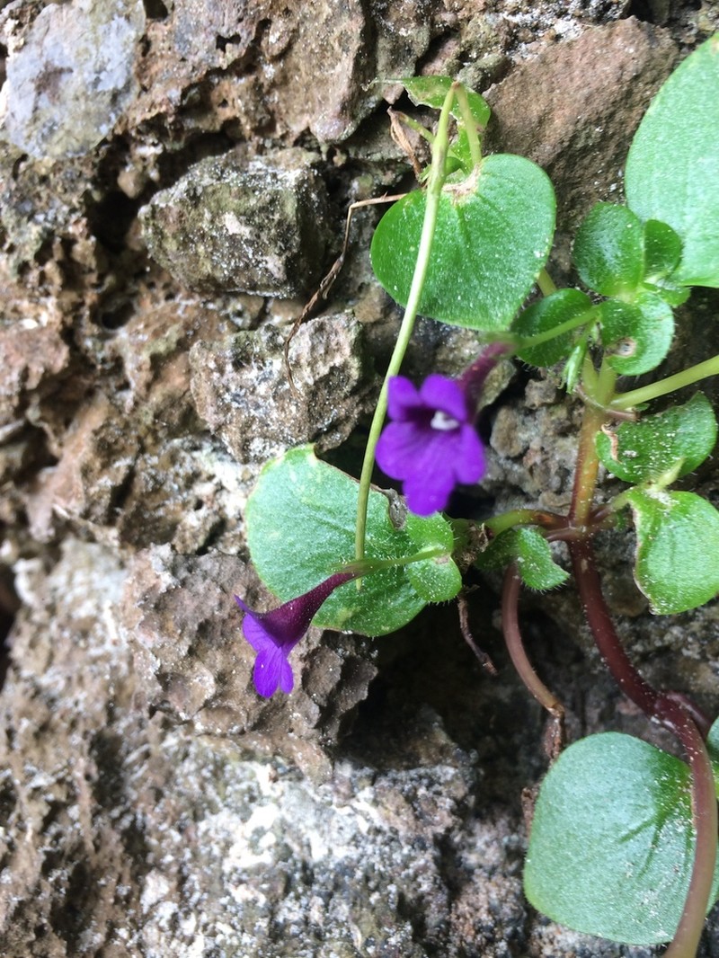 Microchirita involucrata photo 7