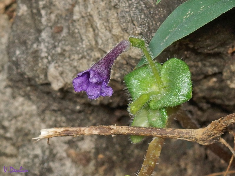 Microchirita involucrata photo 8