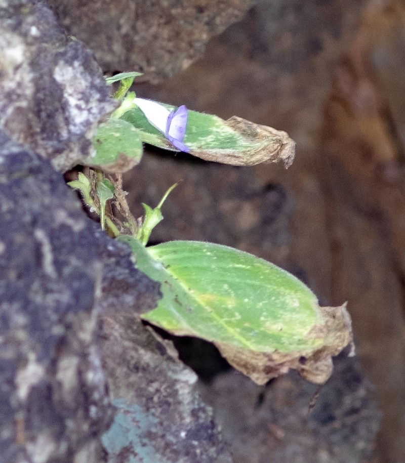 Microchirita lavandulacea photo 2
