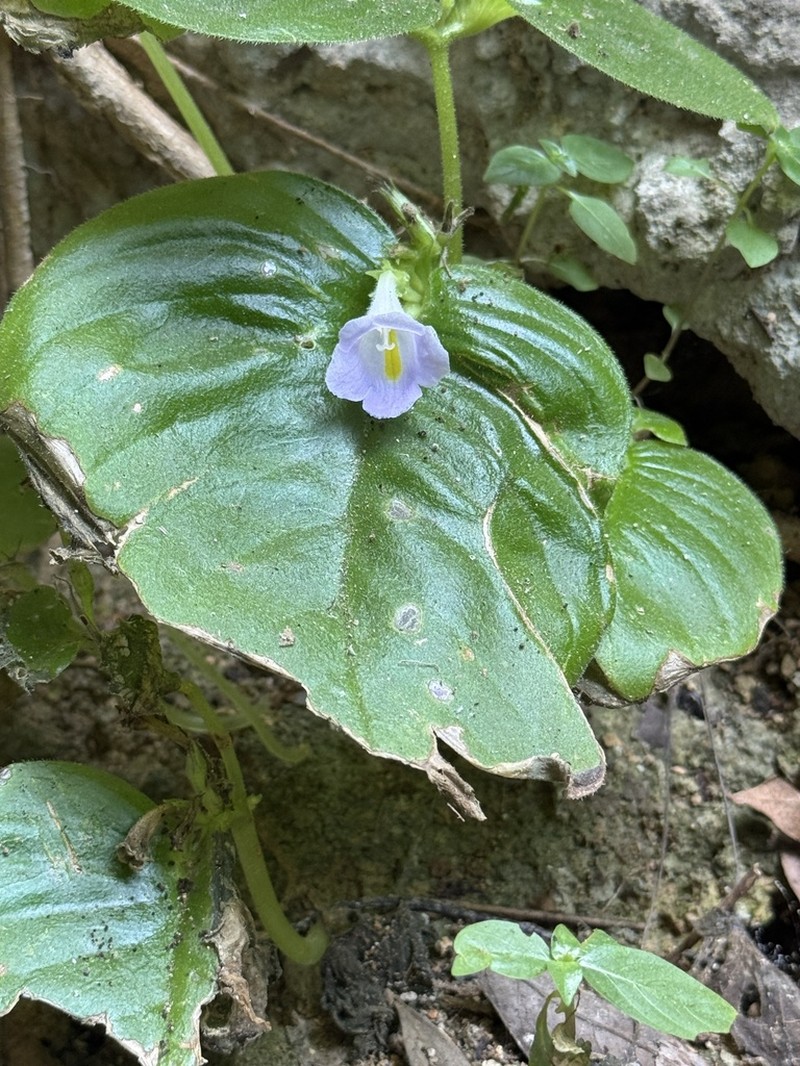 Microchirita lavandulacea photo 3