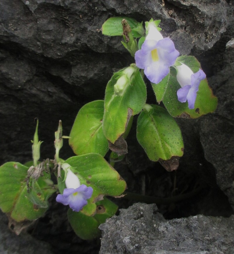 Microchirita lavandulacea photo 4
