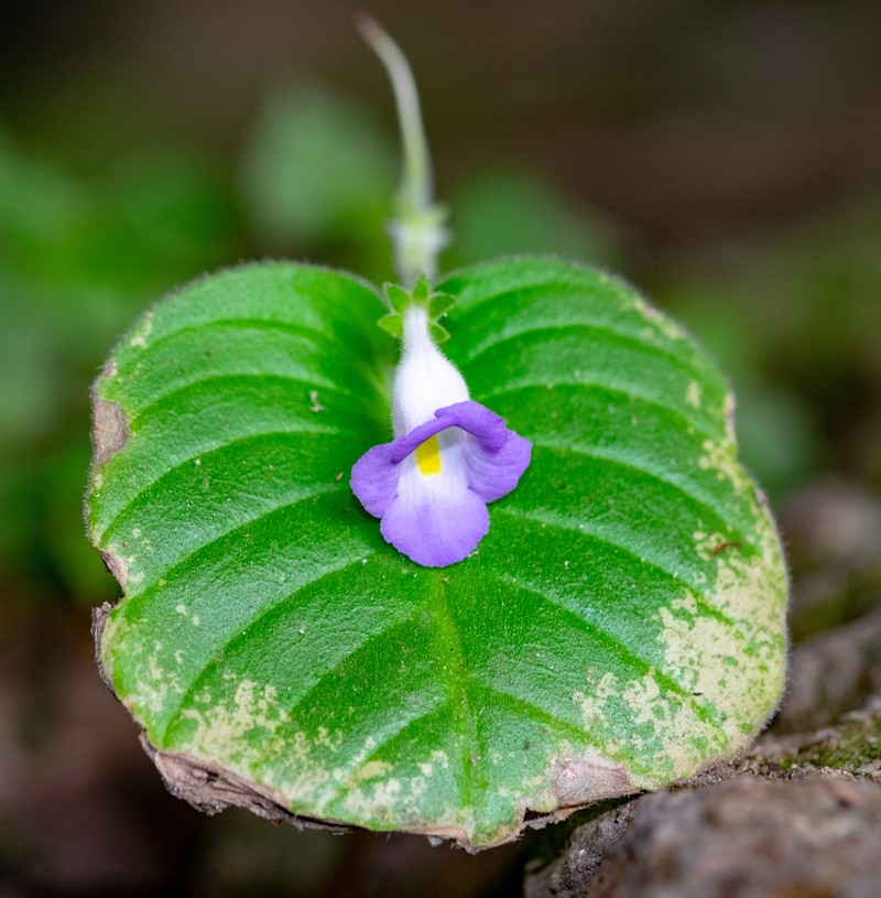 Microchirita lavandulacea photo 5