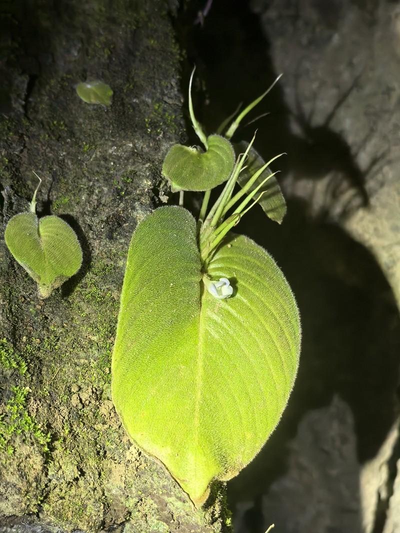 Microchirita lilacina