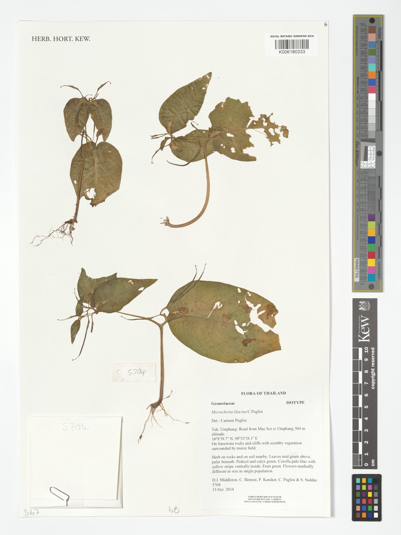 Microchirita lilacina photo 2