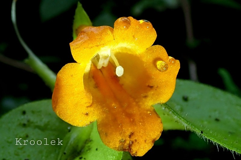 Microchirita marcanii photo 6