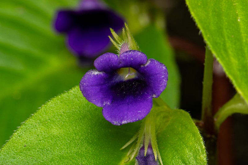 Microchirita orathaiae