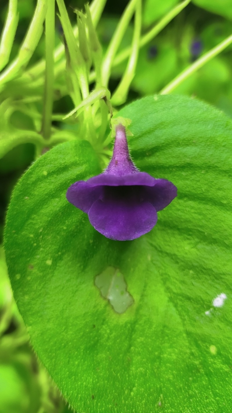Microchirita orathaiae photo 2