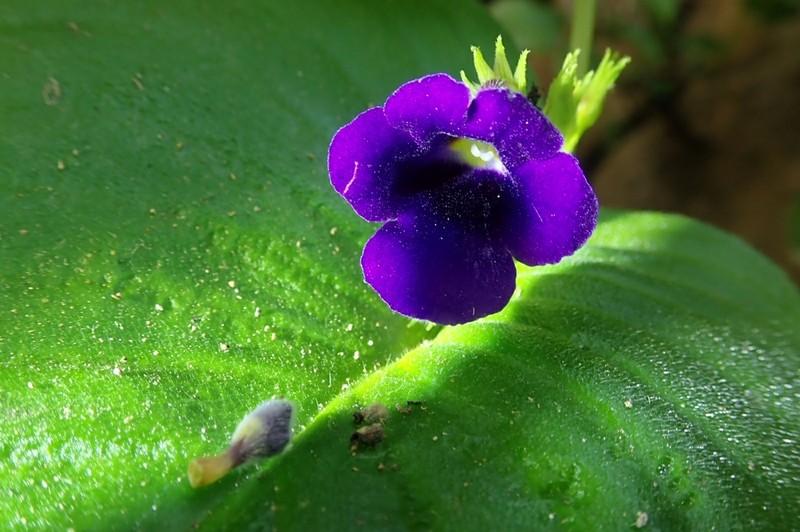 Microchirita orathaiae photo 3