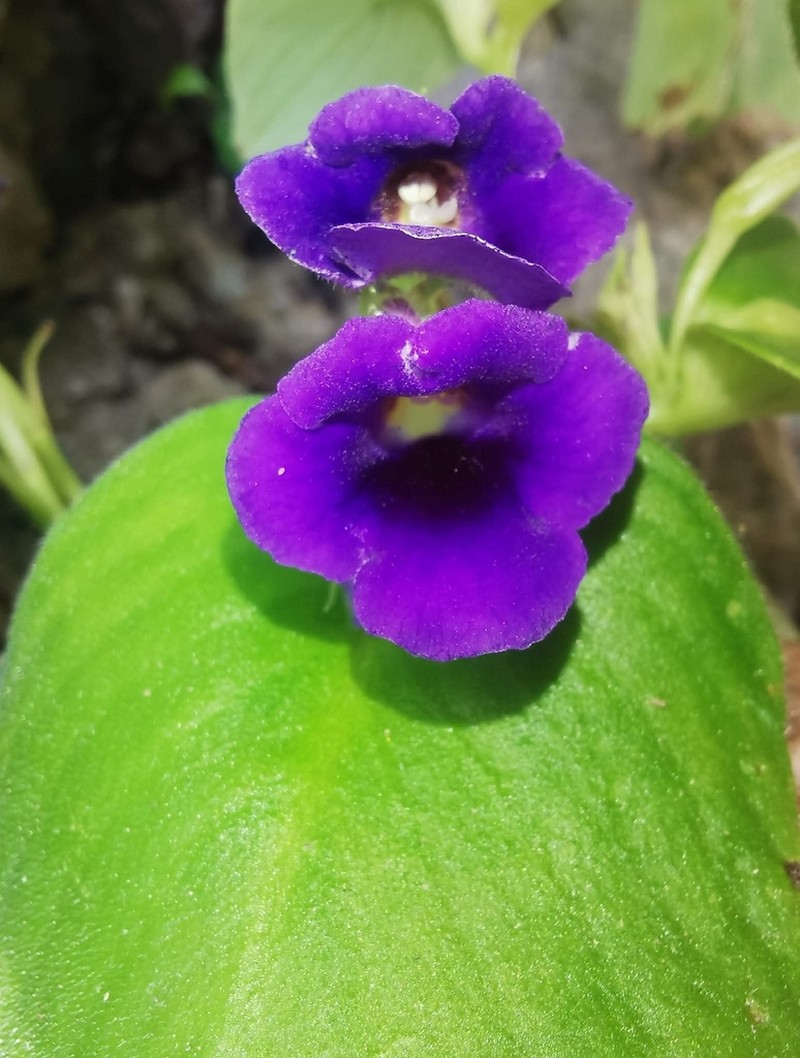 Microchirita orathaiae photo 6