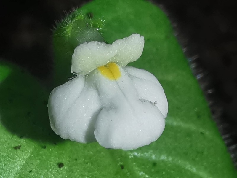 Microchirita personata