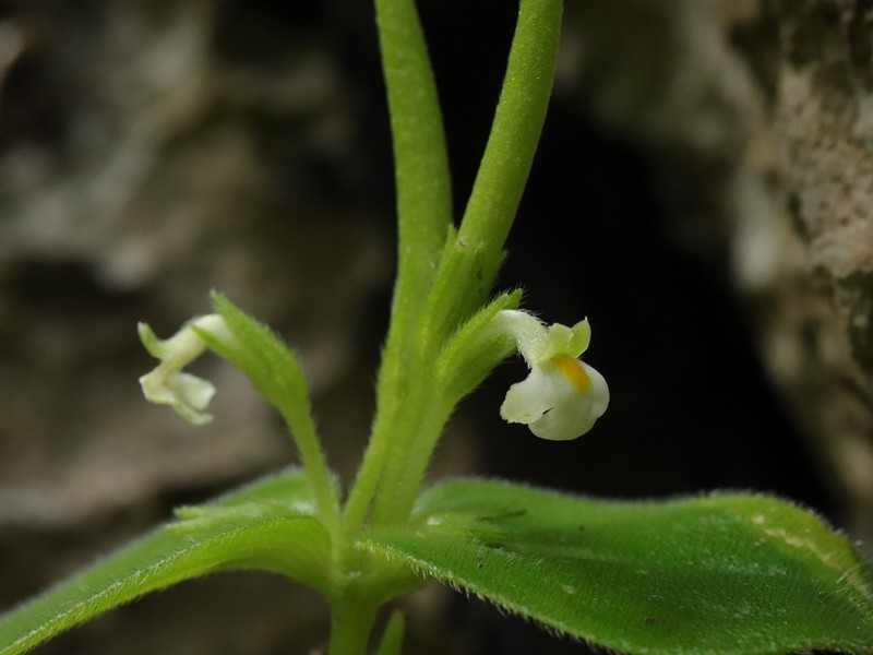 Microchirita personata photo 3