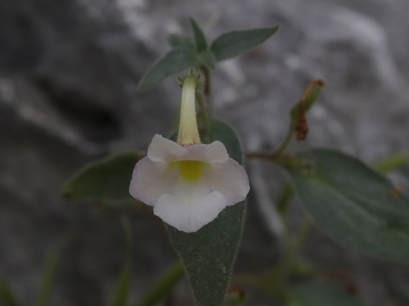 Microchirita puglisiae