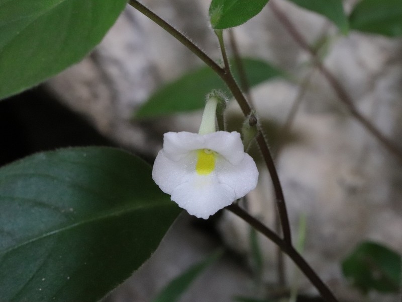 Microchirita puglisiae photo 2