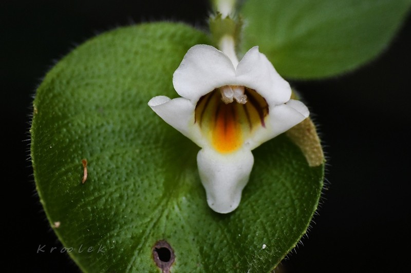 Microchirita radiata photo 4