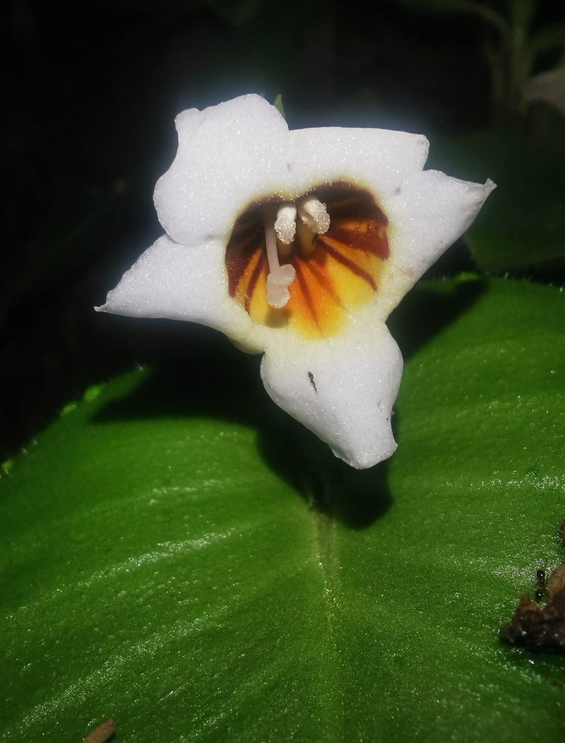 Microchirita radiata photo 5