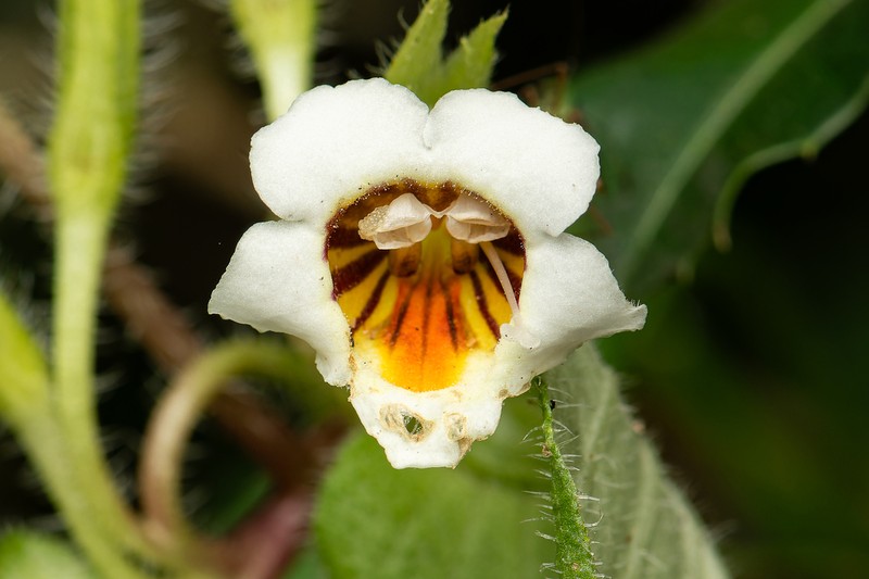 Microchirita radiata photo 8