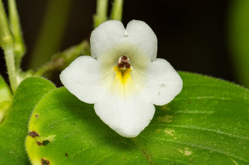 Microchirita rayongensis