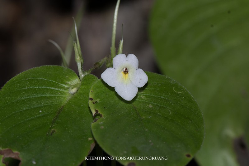 Microchirita rayongensis photo 2