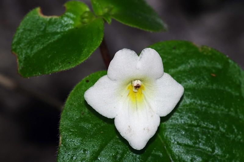 Microchirita rayongensis photo 3