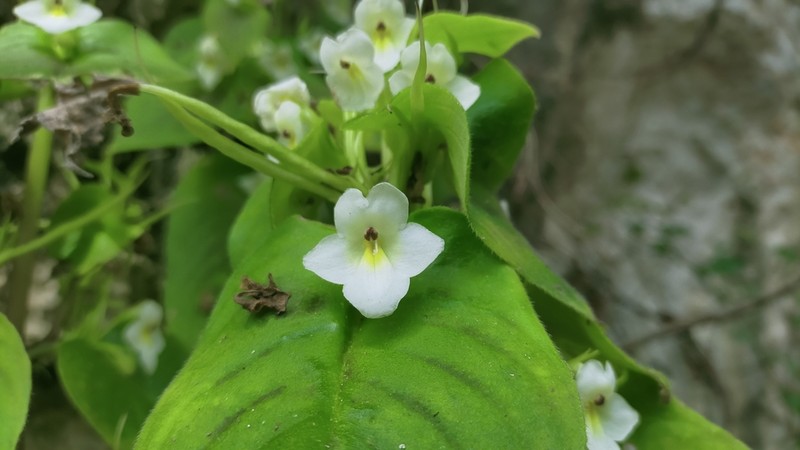 Microchirita rayongensis photo 4