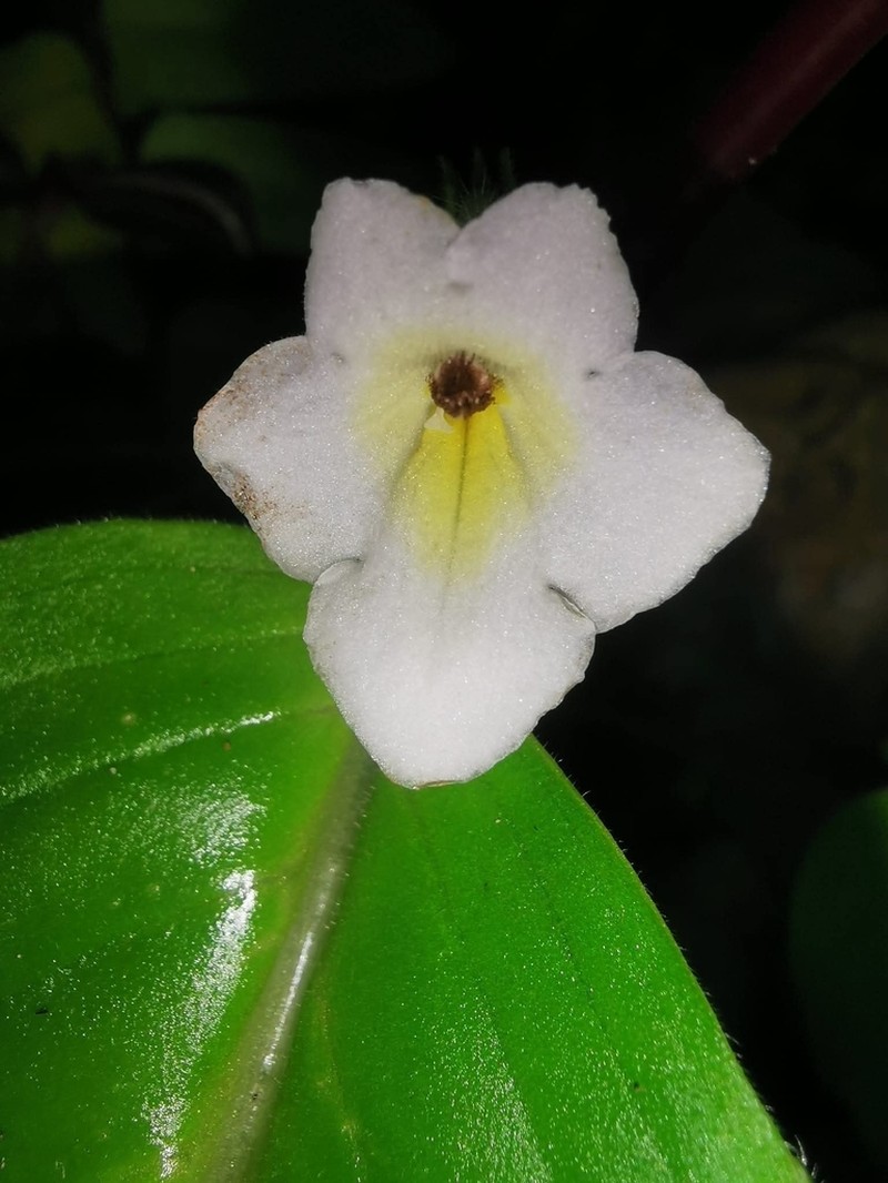 Microchirita rayongensis photo 5
