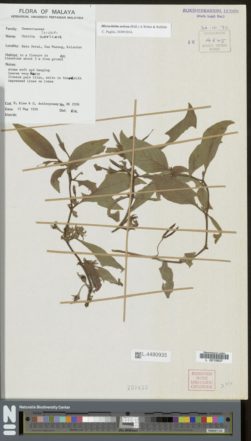 Microchirita sericea