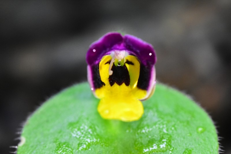 Microchirita simia photo 3