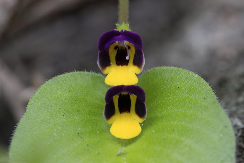 Microchirita simia photo 4