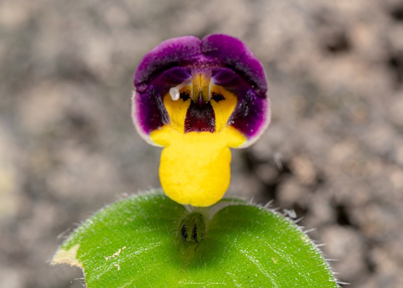 Microchirita simia photo 5