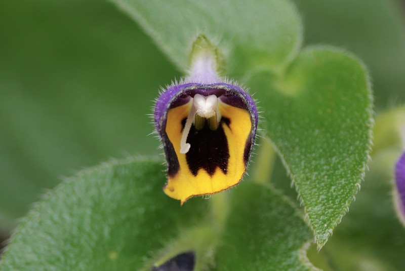 Microchirita simia photo 8